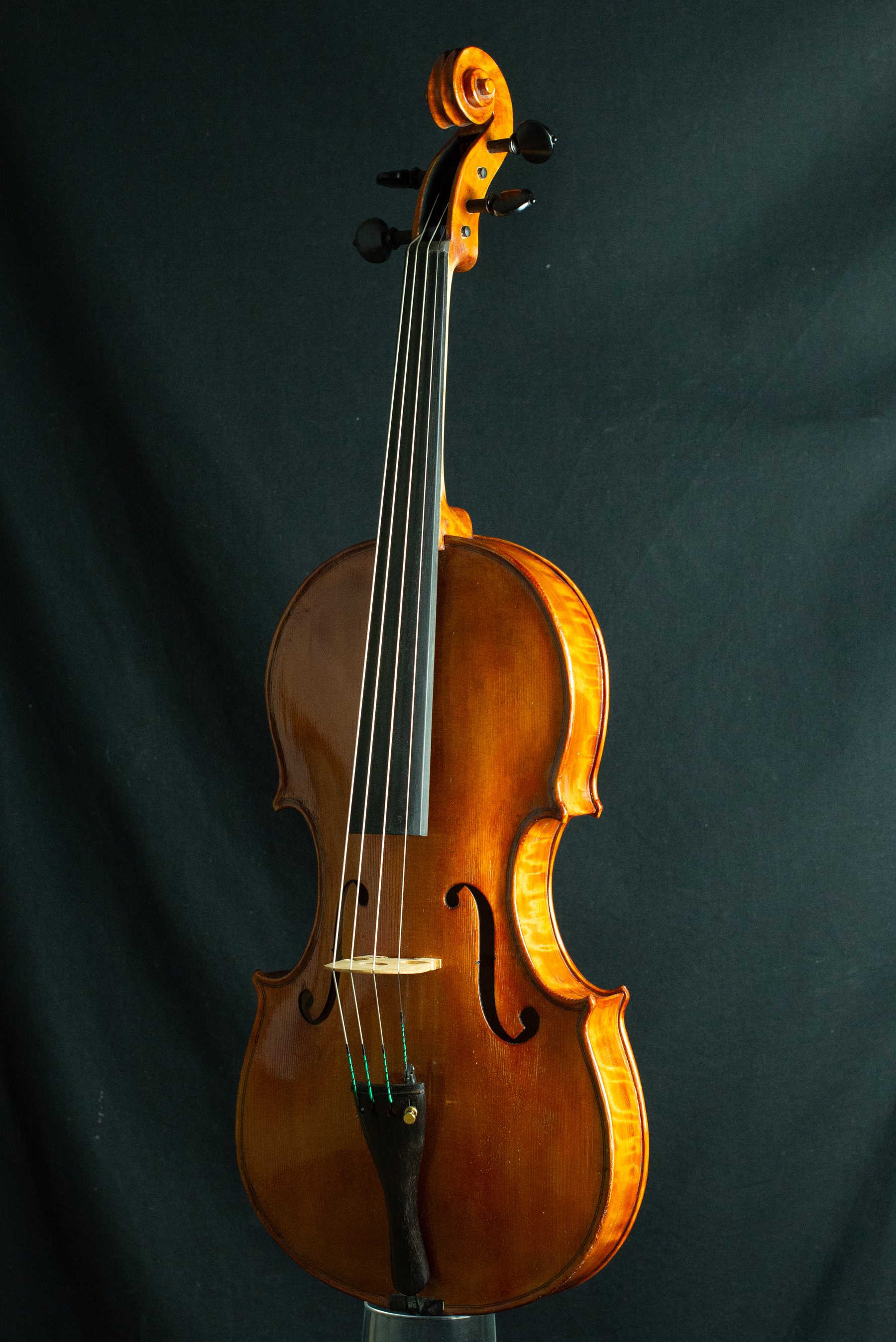 Viola — fotografia 2