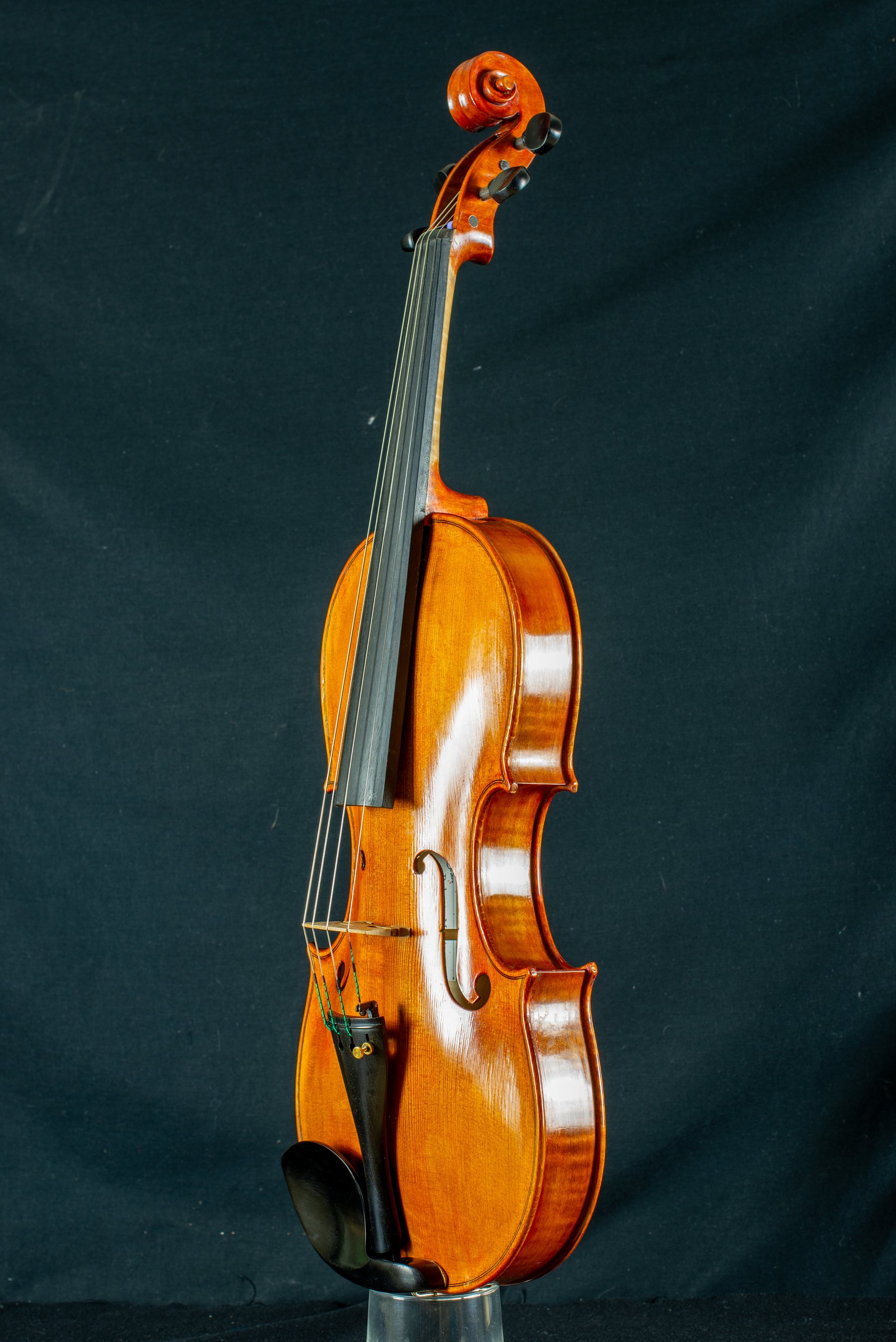 Viola — fotografia 2