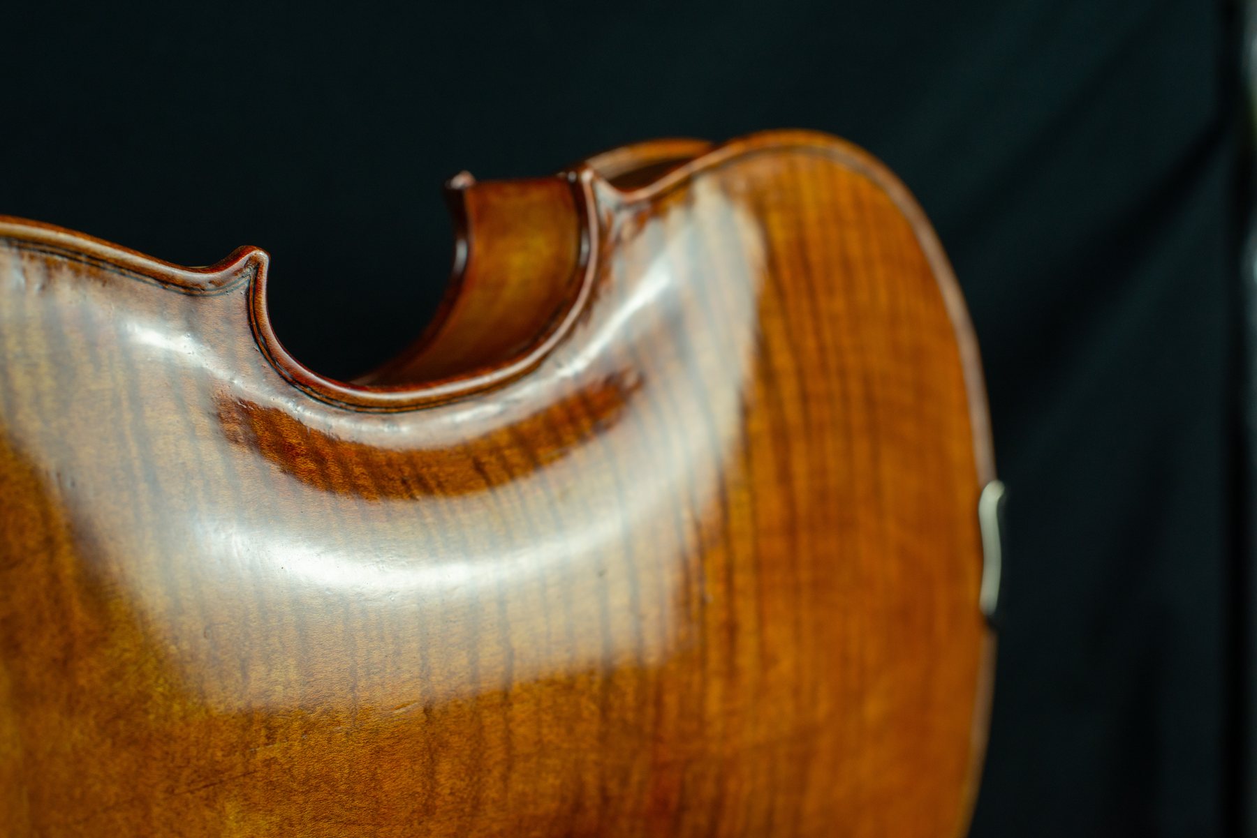 Viola — fotografia 6
