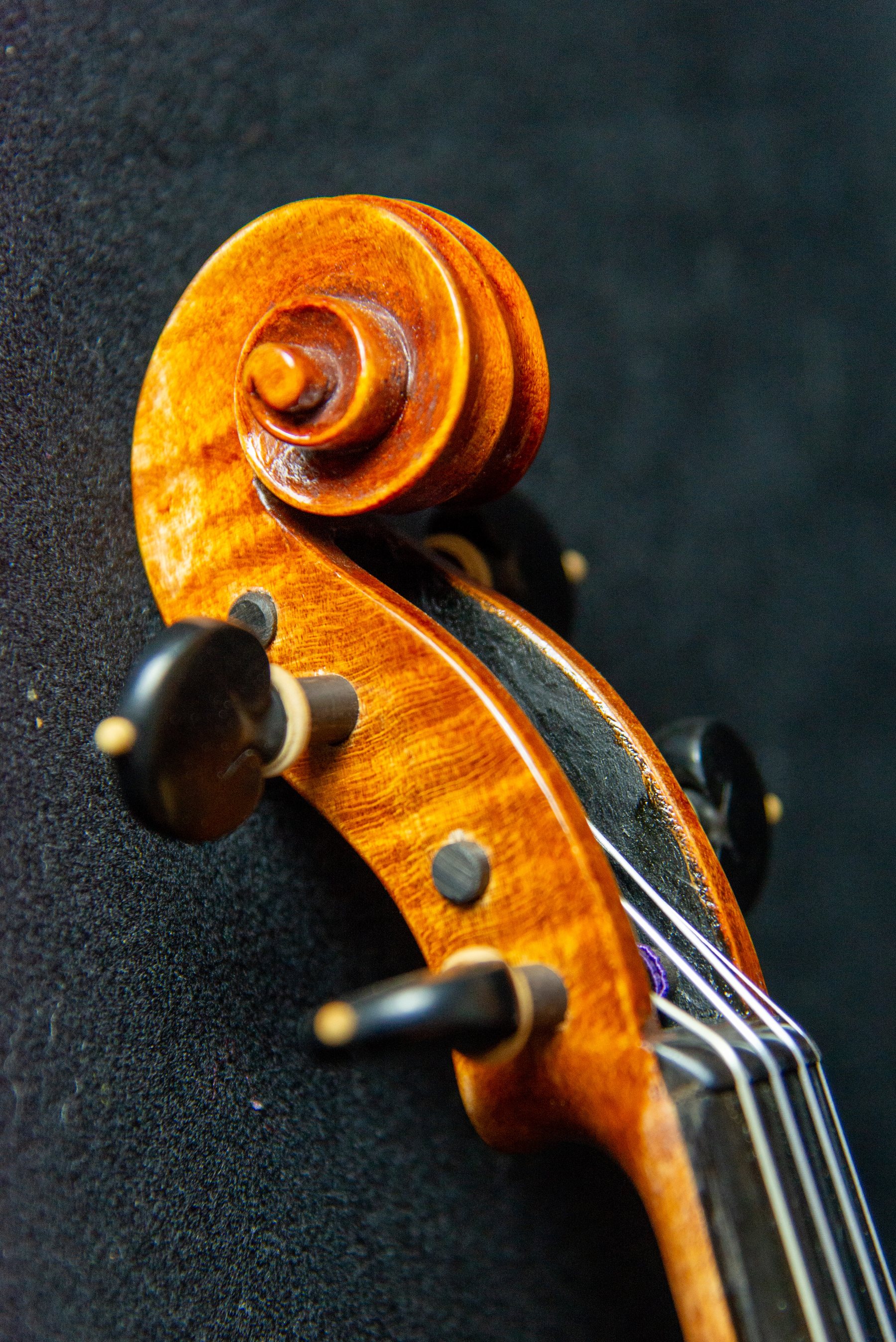 Violino — fotografia 7